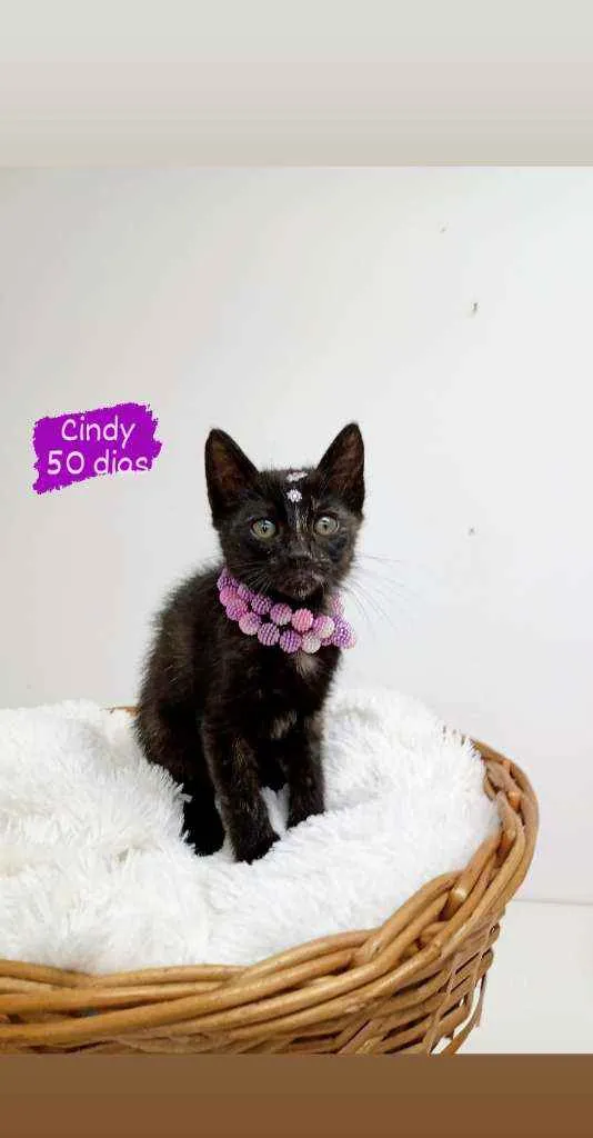 Gato ra a Srd idade Abaixo de 2 meses nome Cindy