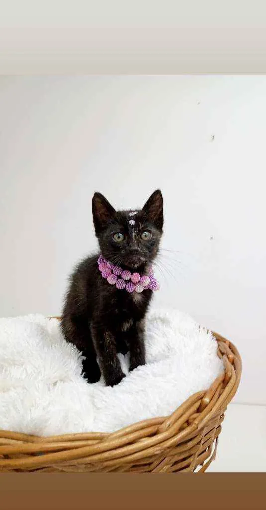 Gato ra a Srd idade Abaixo de 2 meses nome Cindy