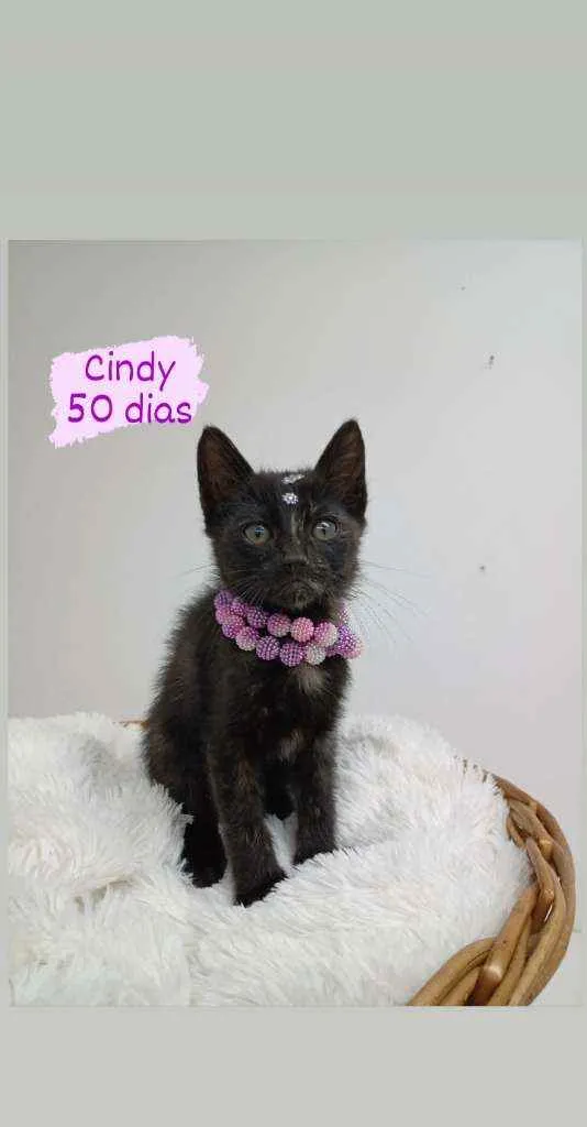 Gato ra a Srd idade Abaixo de 2 meses nome Cindy