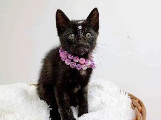 Gato ra a Srd idade Abaixo de 2 meses nome Cindy
