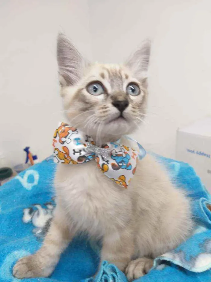 Gato raça Srd idade Abaixo de 2 meses nome Spock