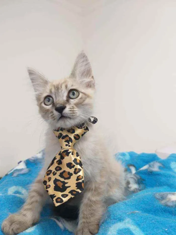 Gato raça Srd idade Abaixo de 2 meses nome Spock