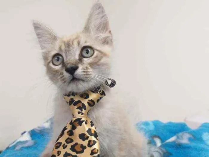 Gato raça Srd idade Abaixo de 2 meses nome Spock