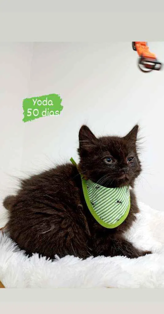 Gato ra a Srd idade Abaixo de 2 meses nome Yoda