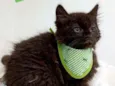 Yoda