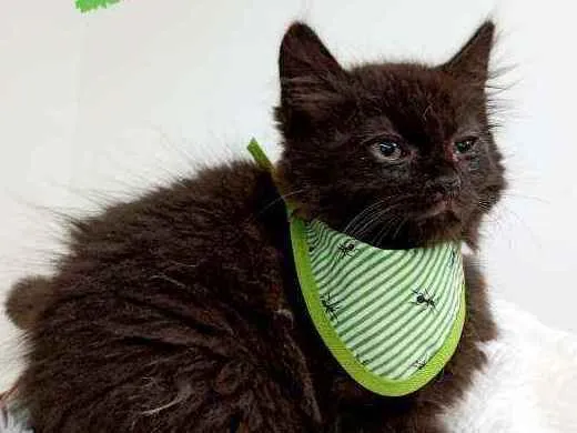 Gato ra a Srd idade Abaixo de 2 meses nome Yoda