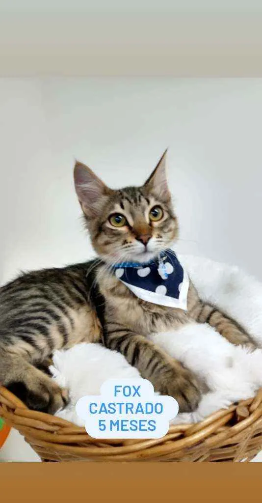 Gato ra a Srd idade 2 a 6 meses nome Fox