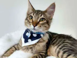 Gato raça Srd idade 2 a 6 meses nome Fox