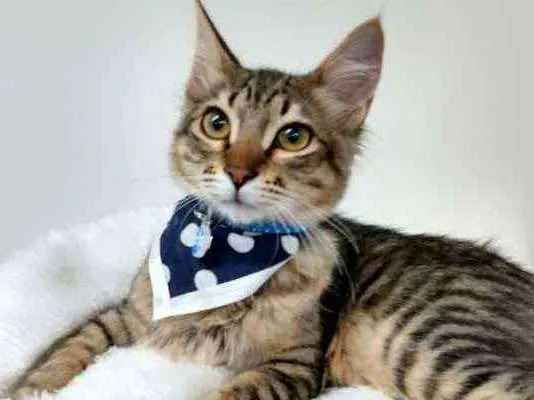 Gato ra a Srd idade 2 a 6 meses nome Fox