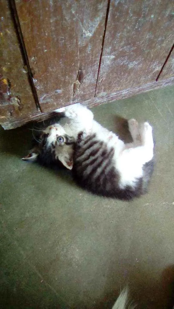 Gato ra a  idade 2 a 6 meses nome Megui, azul, flocão,