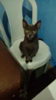 Megui, azul, flocão,