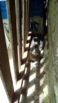 Megui, azul, flocão,