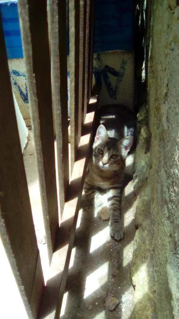Gato ra a  idade 2 a 6 meses nome Megui, azul, flocão,
