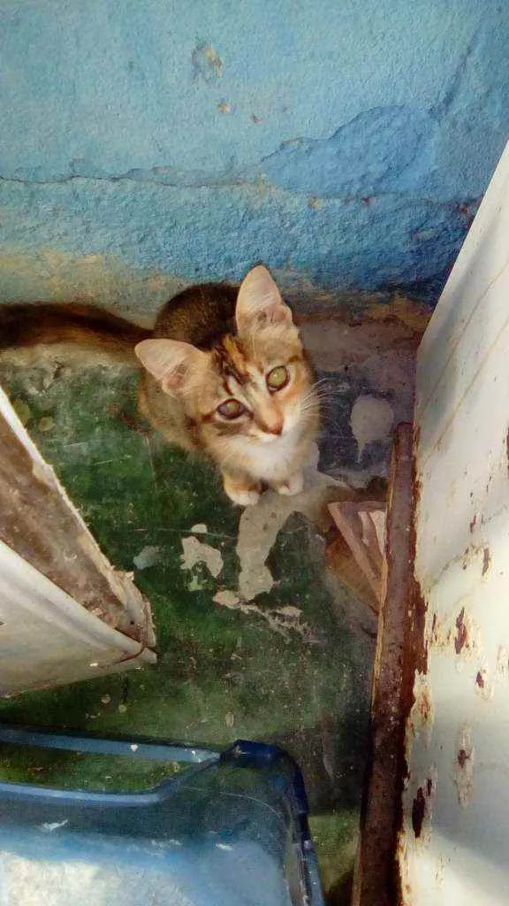 Gato ra a  idade 2 a 6 meses nome Megui, azul, flocão,