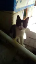 Megui, azul, flocão,