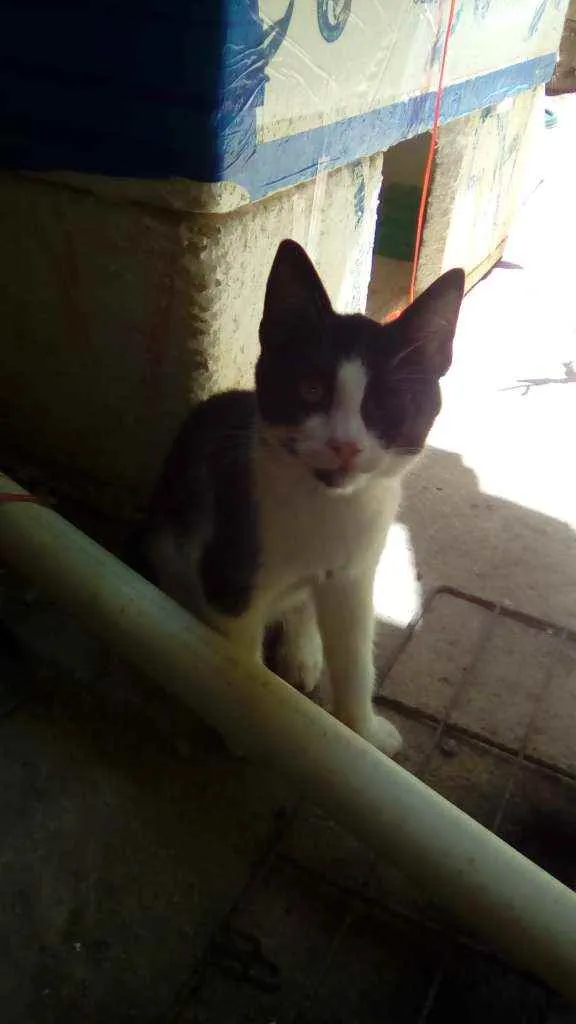 Gato ra a  idade 2 a 6 meses nome Megui, azul, flocão,