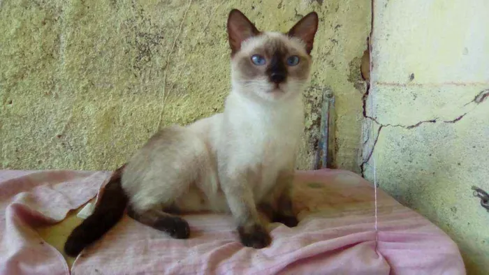 Gato ra a  idade 2 a 6 meses nome Megui, azul, flocão,