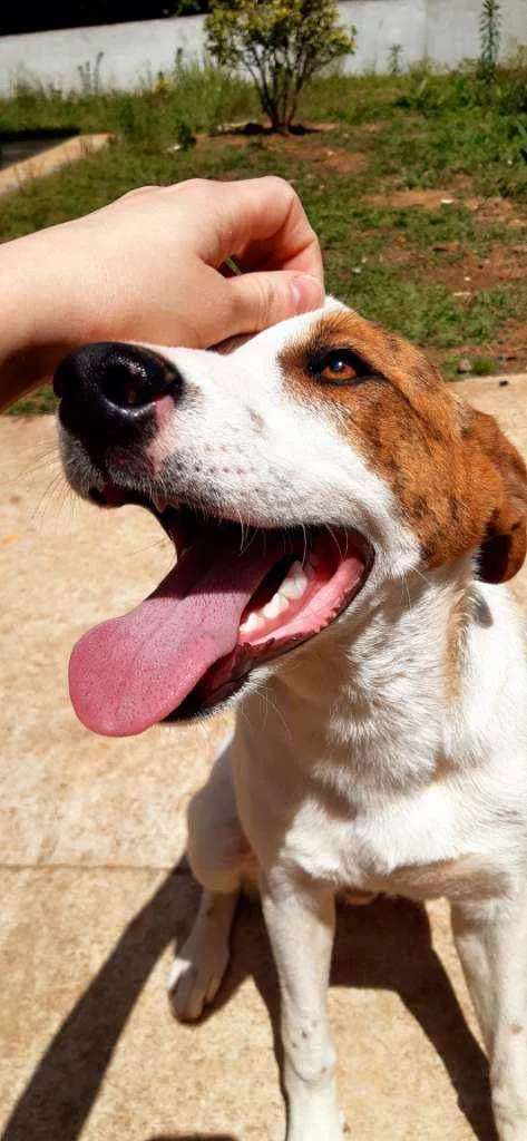 Cachorro ra a Sem raça definida  idade 2 a 6 meses nome Sem nome