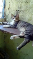 Megui, azul, flocão,