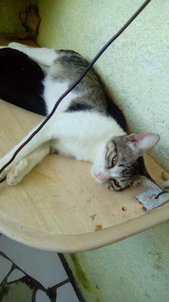 Gato ra a  idade 2 a 6 meses nome Megui, azul, flocão,