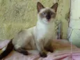 Megui, azul, flocão,