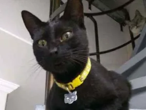 Gato raça Srd idade 2 a 6 meses nome Teca