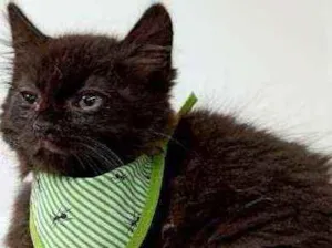 Gato raça Srd idade Abaixo de 2 meses nome Yoda