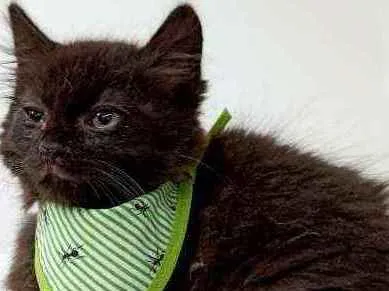Gato ra a Srd idade Abaixo de 2 meses nome Yoda