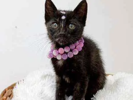 Gato ra a Srd idade Abaixo de 2 meses nome Cindy