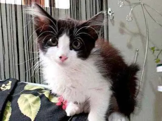 Gato ra a Srd idade Abaixo de 2 meses nome Jack