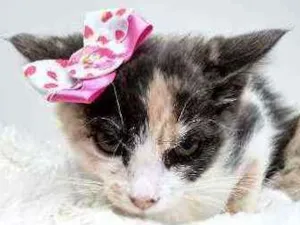 Gato raça Srd idade Abaixo de 2 meses nome Belle