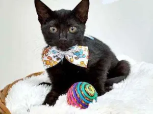 Gato raça Srd idade Abaixo de 2 meses nome Dark