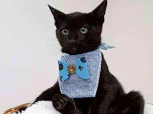 Gato raça Srd idade Abaixo de 2 meses nome Adam
