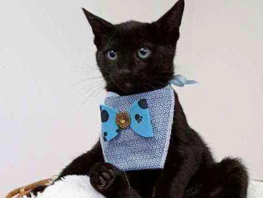 Gato ra a Srd idade Abaixo de 2 meses nome Adam