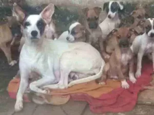 Cachorro raça Mista  idade Abaixo de 2 meses nome A criterio