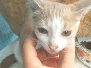 Gato raça MESTIÇO idade 2 a 6 meses nome GATA