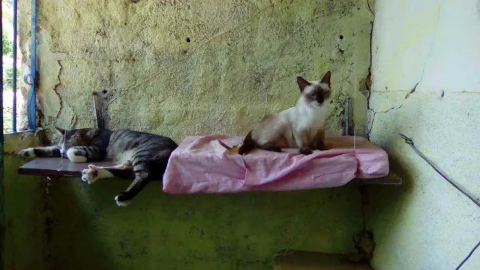 Gato ra a  idade 2 a 6 meses nome Megui, azul, flocão,