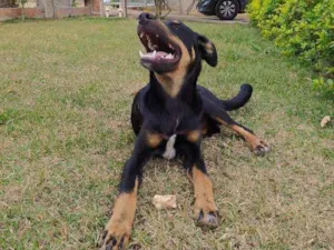 Cachorro raça Snd idade 2 a 6 meses nome Totoco