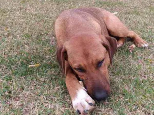 Cachorro raça Snd idade 2 a 6 meses nome Toquinho 