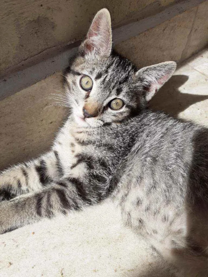 Gato ra a  idade 2 a 6 meses nome sem nome