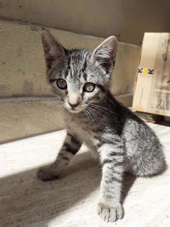 Gato ra a  idade 2 a 6 meses nome sem nome