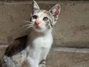 Gato raça  idade 2 a 6 meses nome sem nome