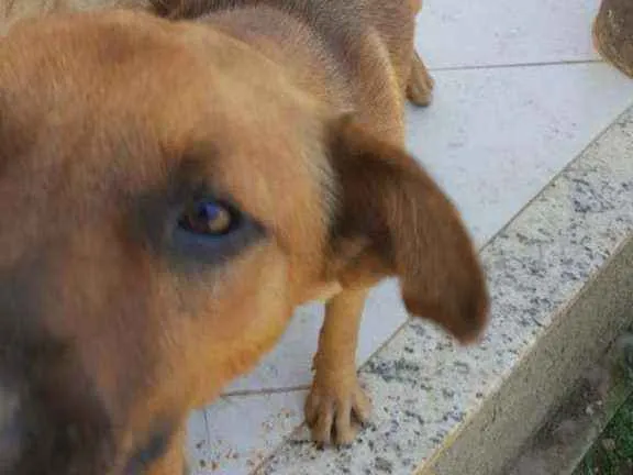 Cachorro ra a Vira lata idade 1 ano nome Duck