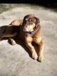 Choco