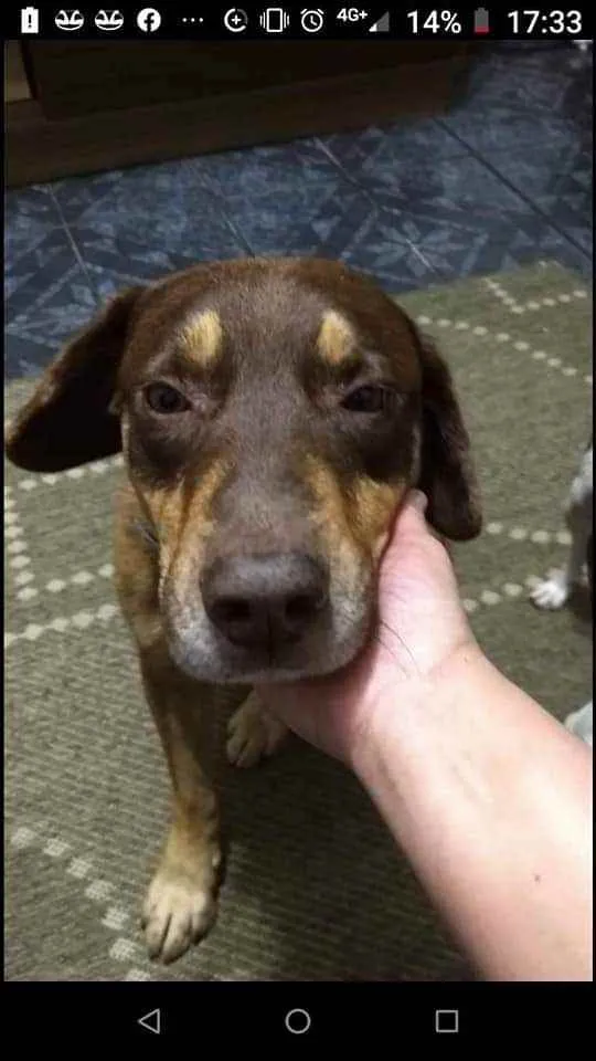 Cachorro ra a Vira lata idade 6 ou mais anos nome Choco