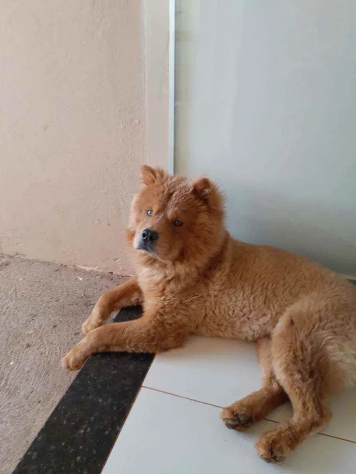 Cachorro raça Chow Chow  idade 7 a 11 meses nome ZULU