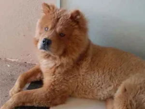 Cachorro raça Chow Chow  idade 7 a 11 meses nome ZULU