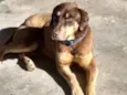 Choco