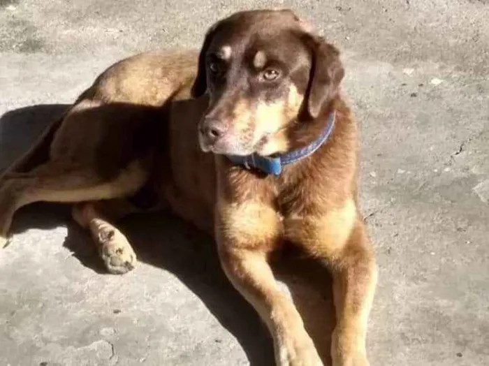 Cachorro ra a Vira lata idade 6 ou mais anos nome Choco