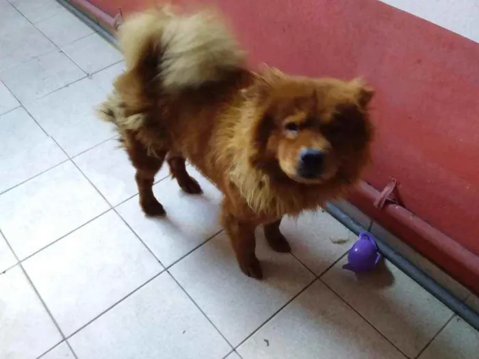 Cachorro raça Chow chow idade 3 anos nome Bela